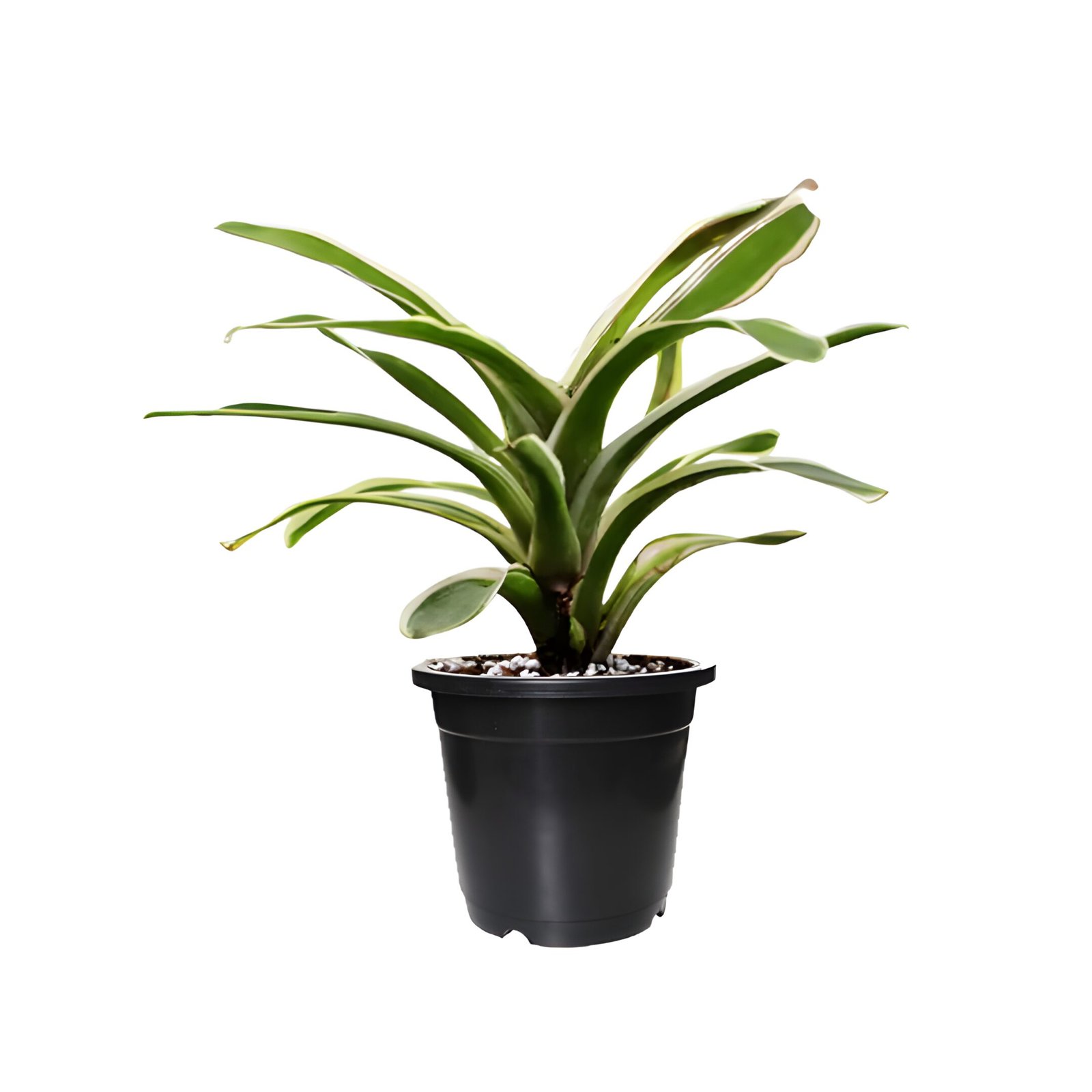 White Stripped bromeliad in a Black Pot