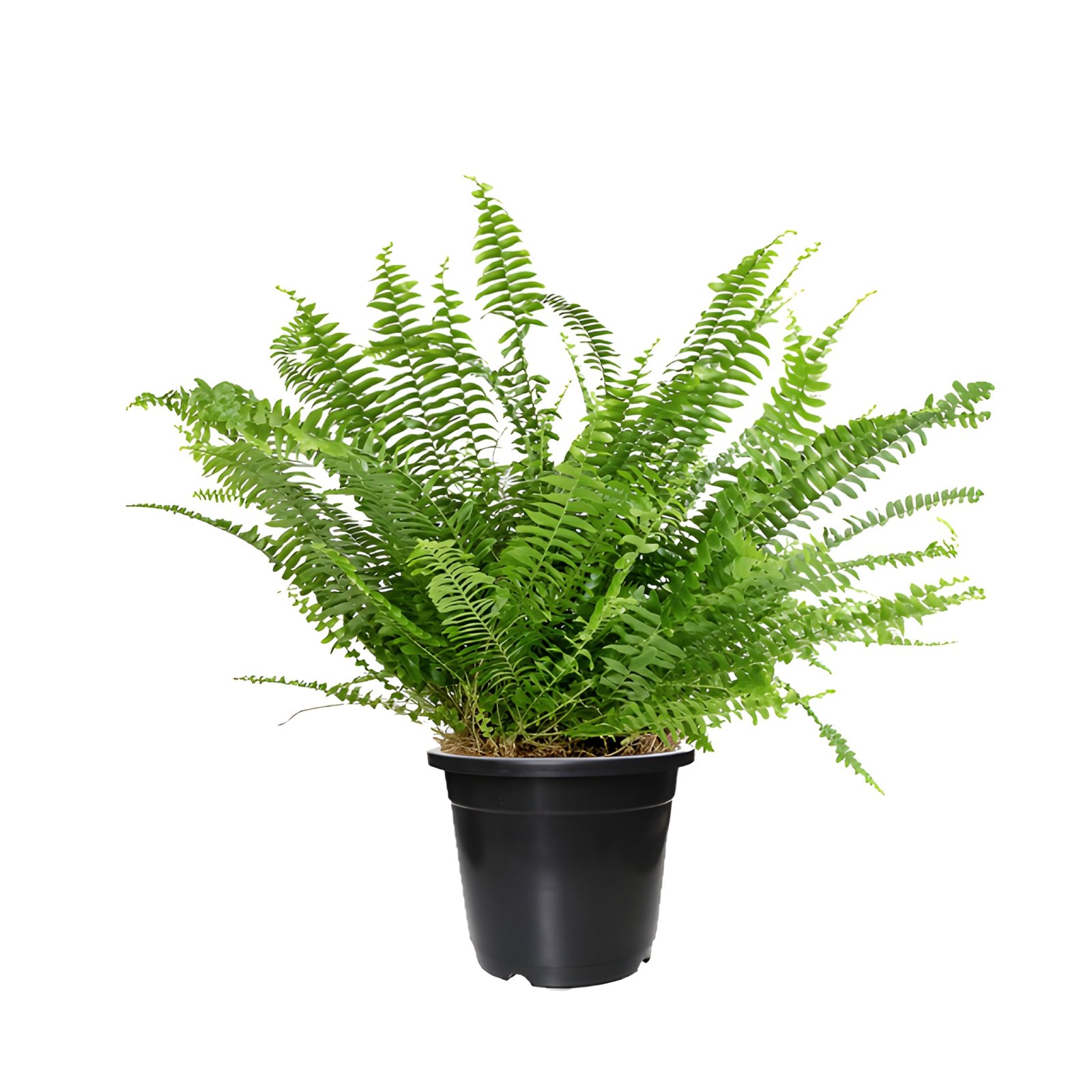 Boston Fern Plant in Black Pot