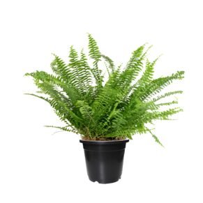 Boston Fern Plant in Black Pot