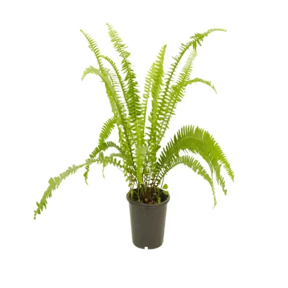 boston fern plant pot