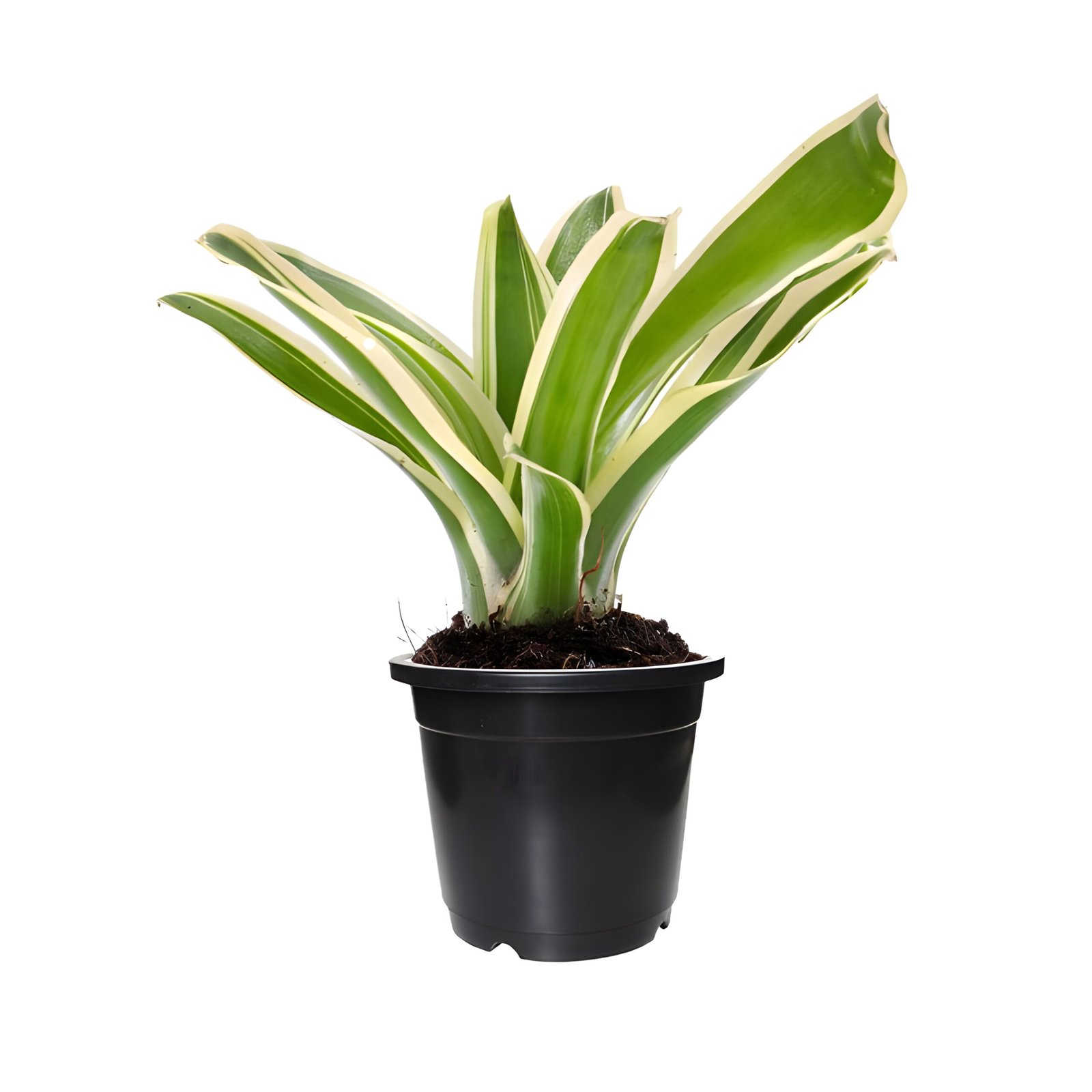 bromeliad white stripped Pot