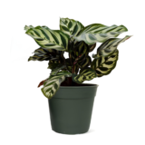 calathea makoyana peacock plant