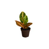 croton mini plant