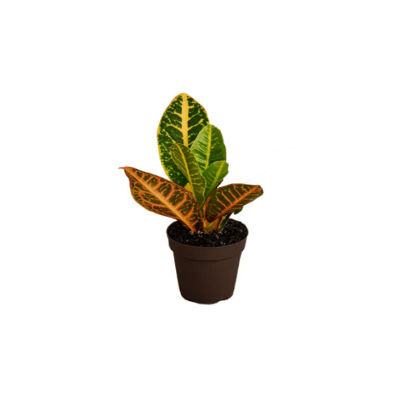 croton mini plant