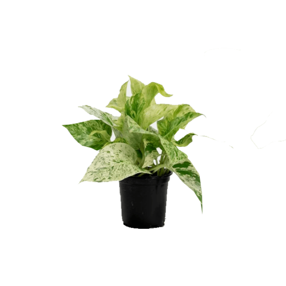 marble queen pothos plant