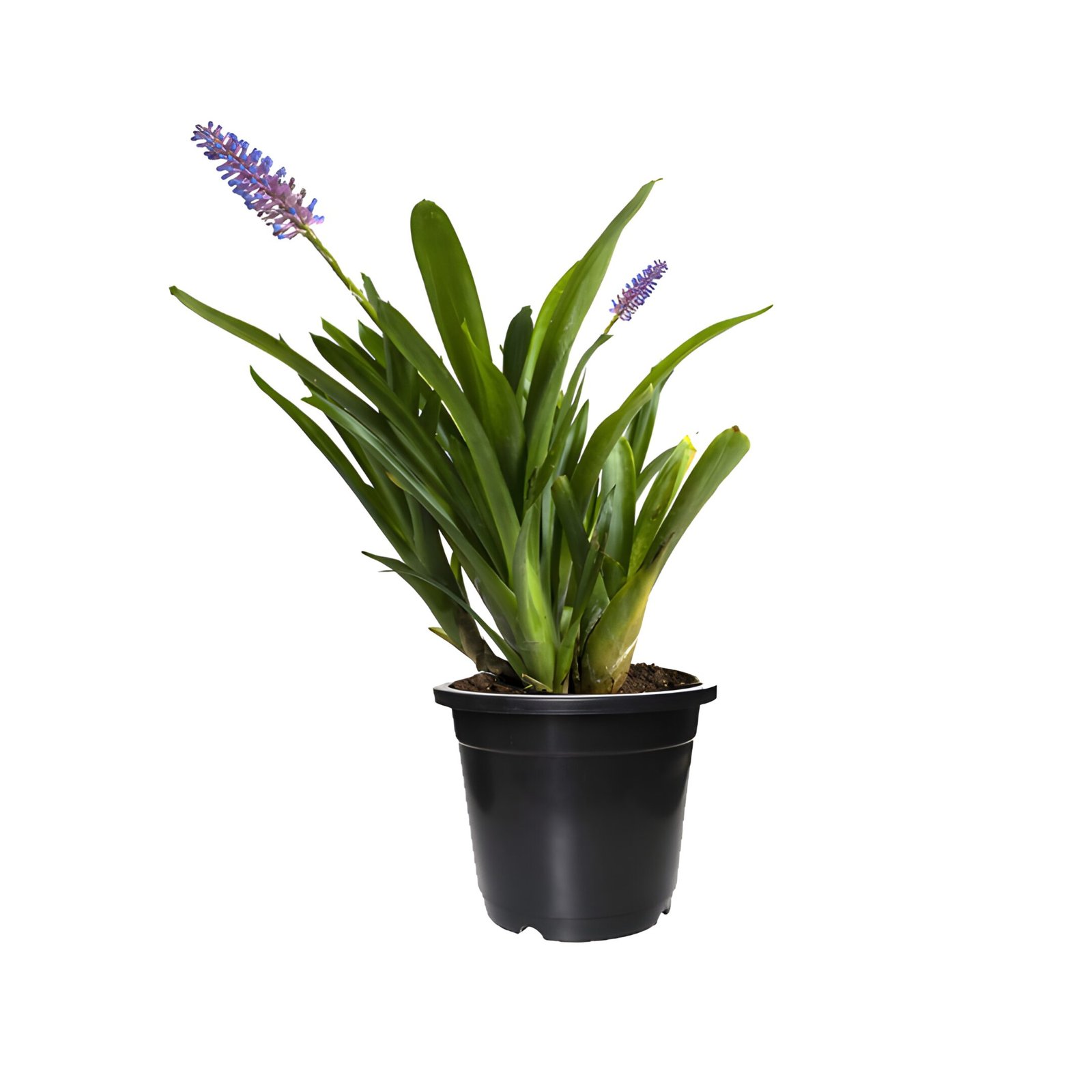 matchstick plant in black pot