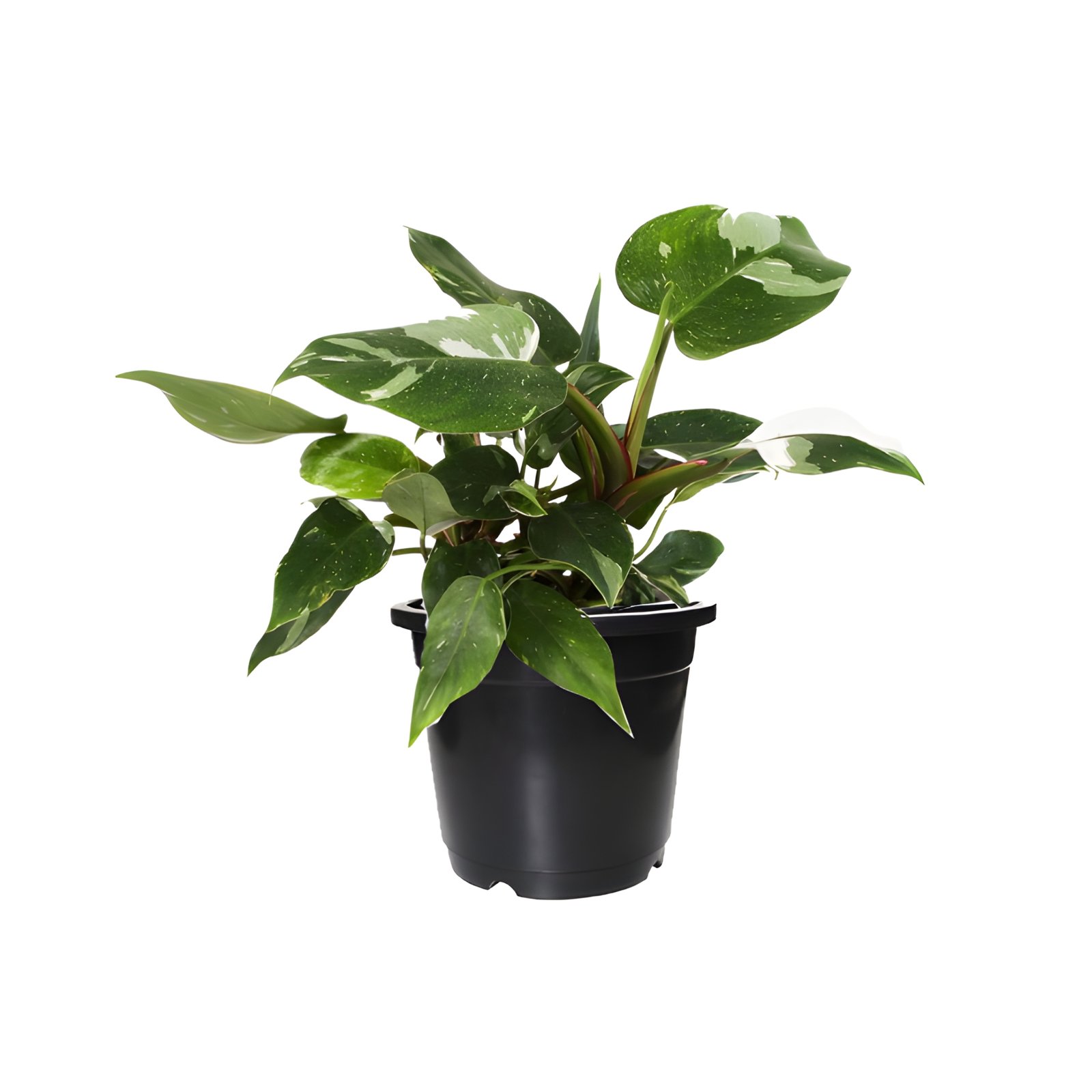 philandron white Princess Plant Pot