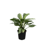 philodendron white princess