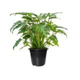 philodendron xanadu Plant Pot