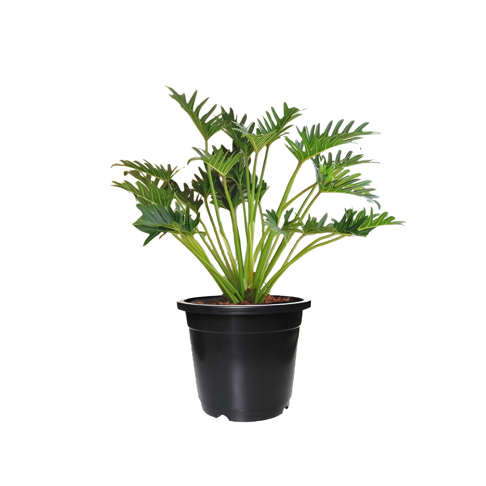 philodendron xanadu plant in black pot