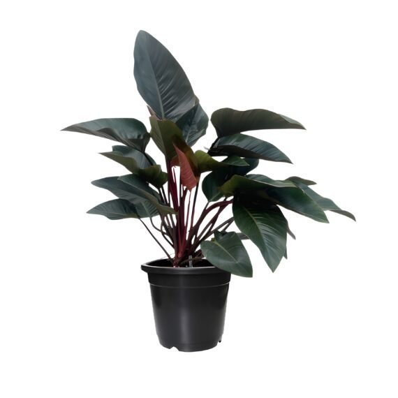 Philodendron Red Plant - Maroon Foliage