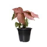 syngonium pink plant in black pot