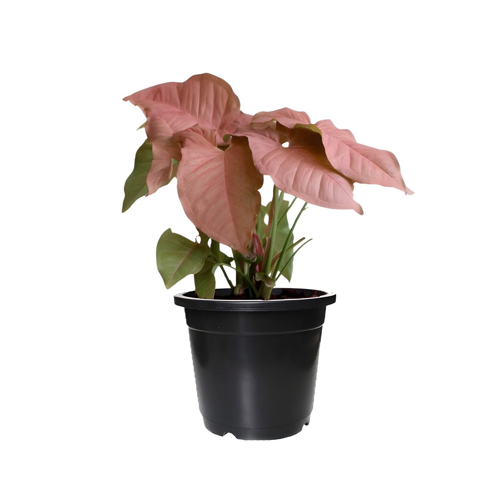 syngonium pink plant in black pot