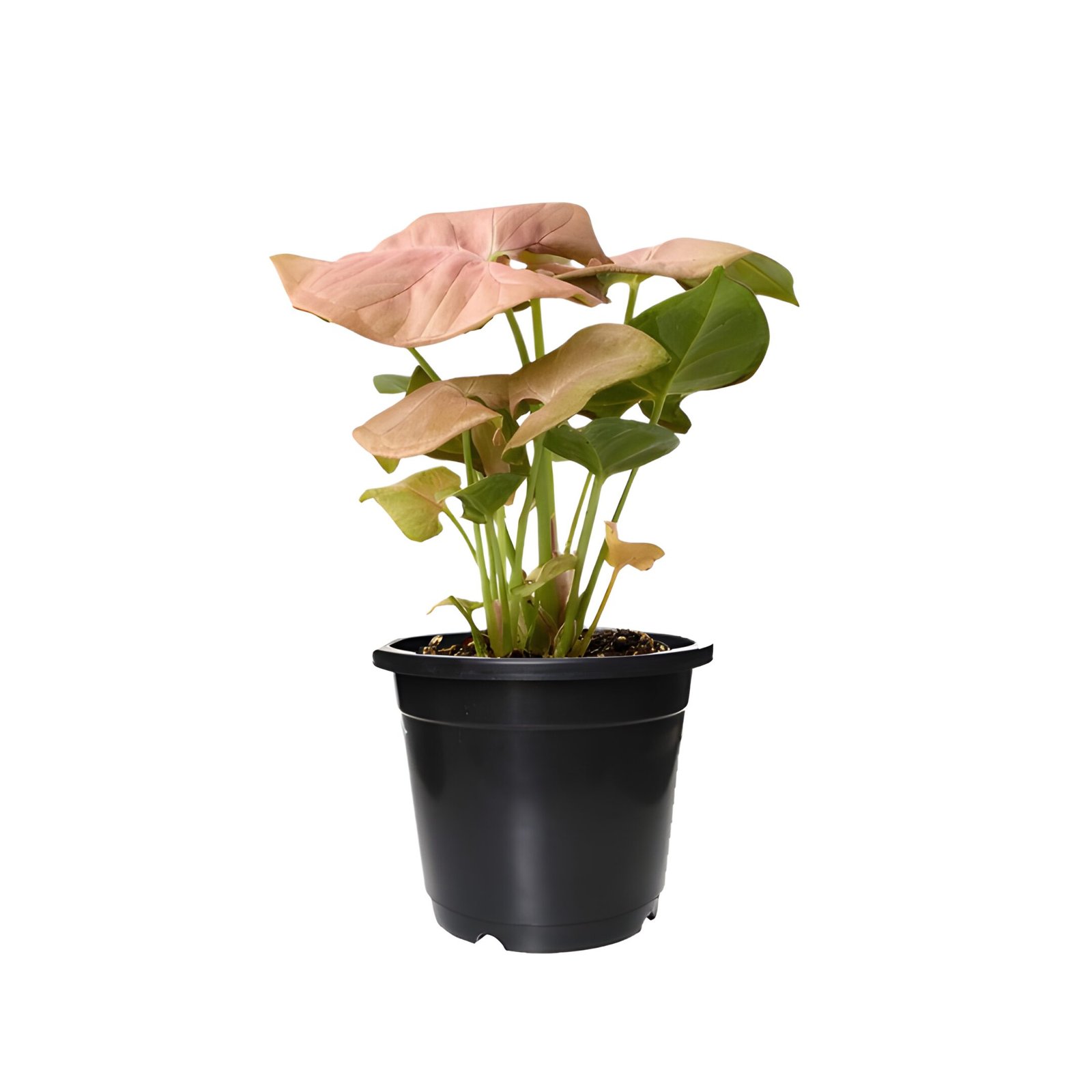 syngonium pink plant pot