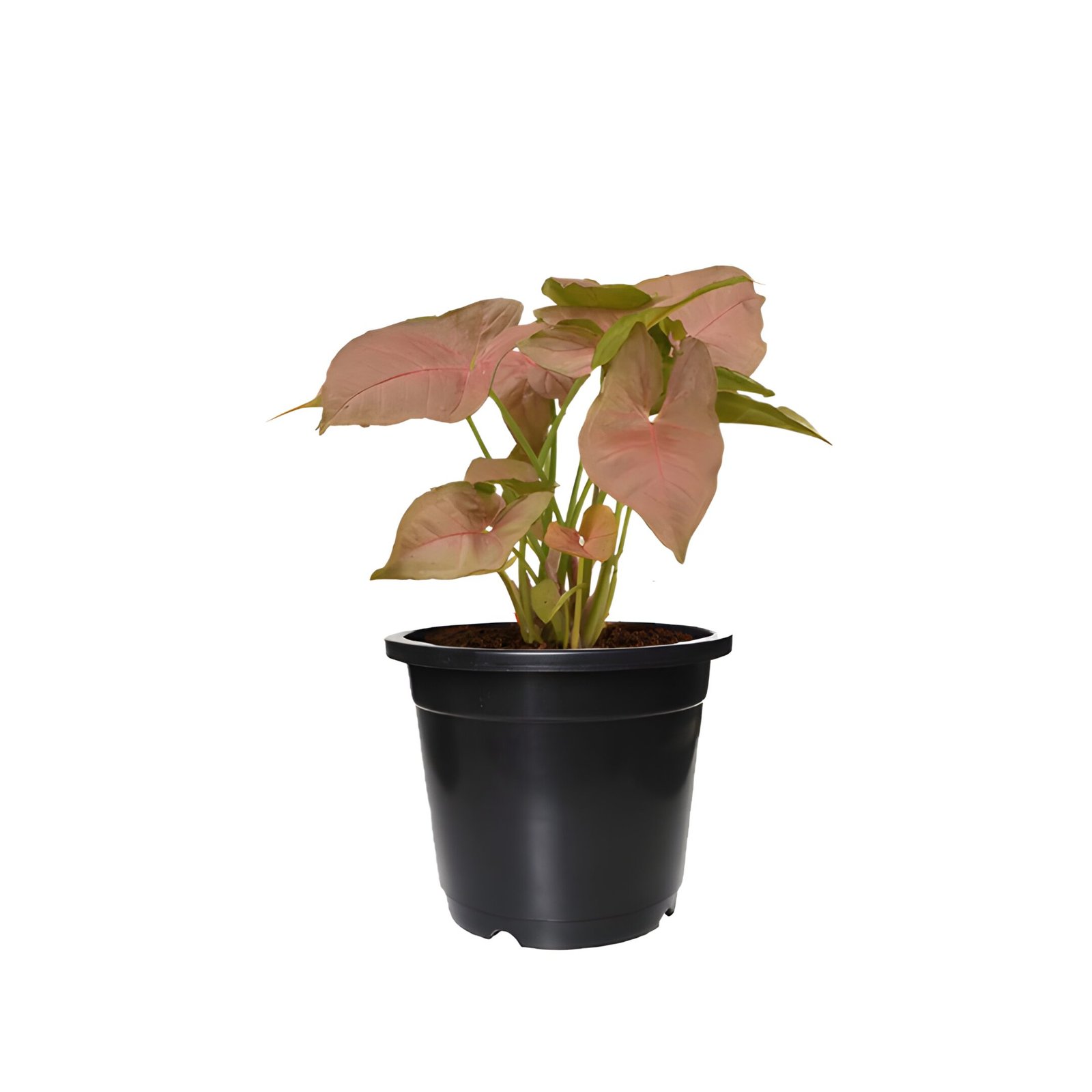 syngonium pink plant pot in black