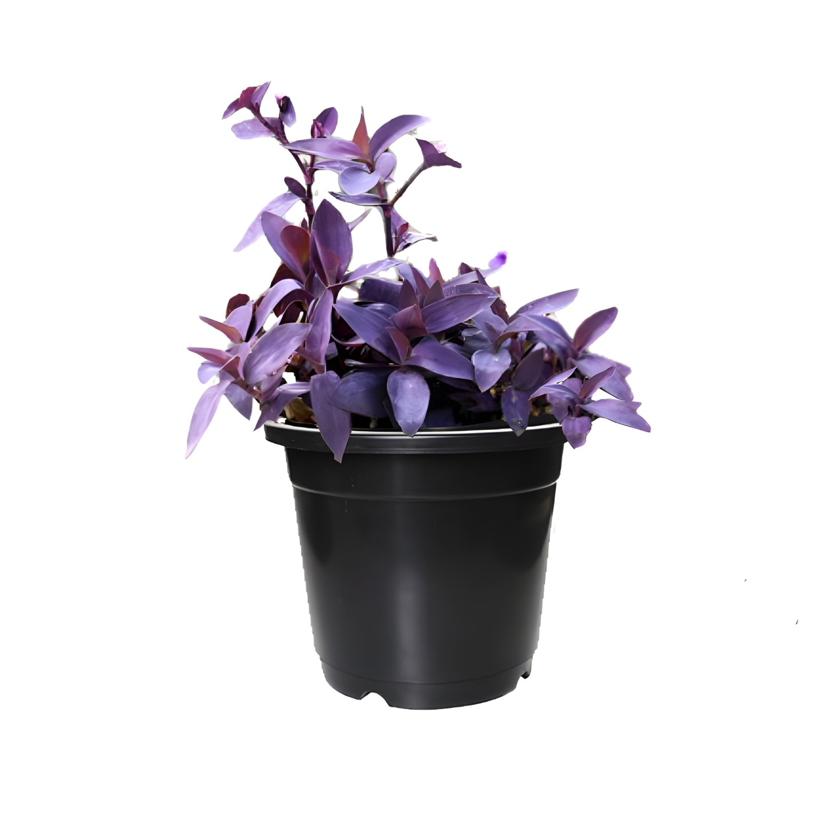 Pink Wandering Jew