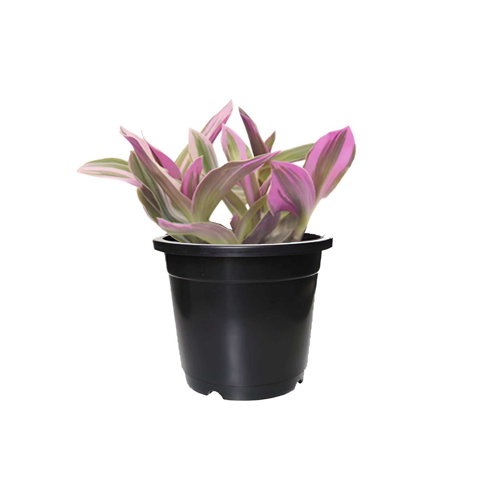 Wandering Jew Plant