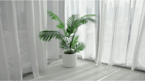 areca palm plants