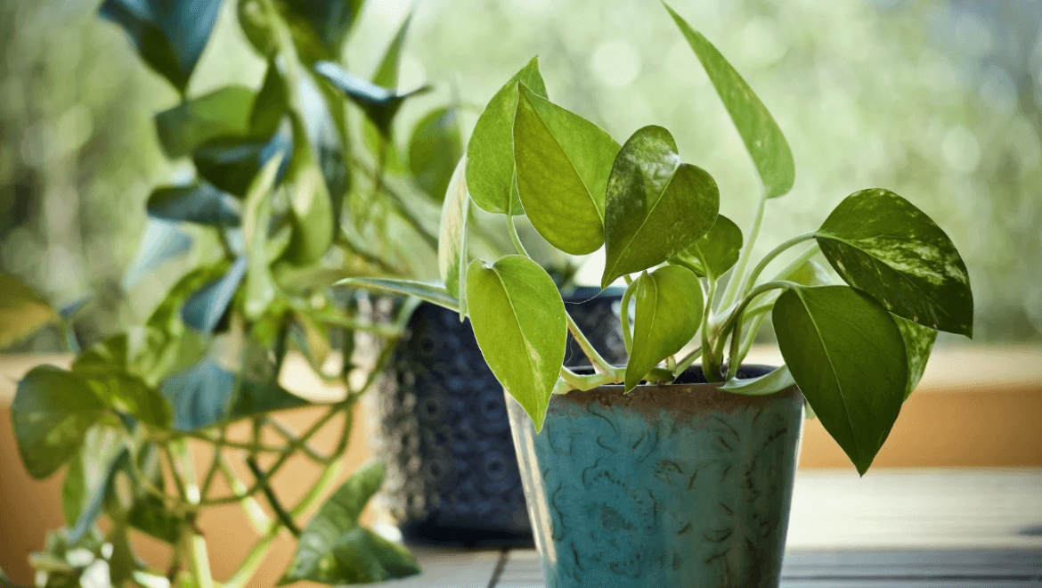 money plant