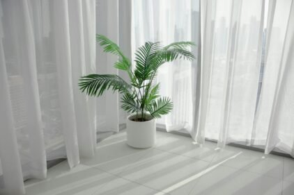 green indoor plant beside white curtains