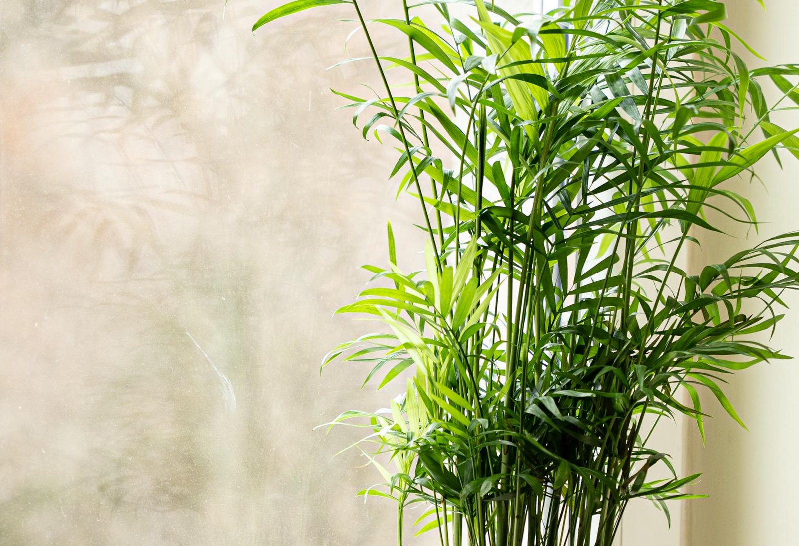 close up of a houseplant