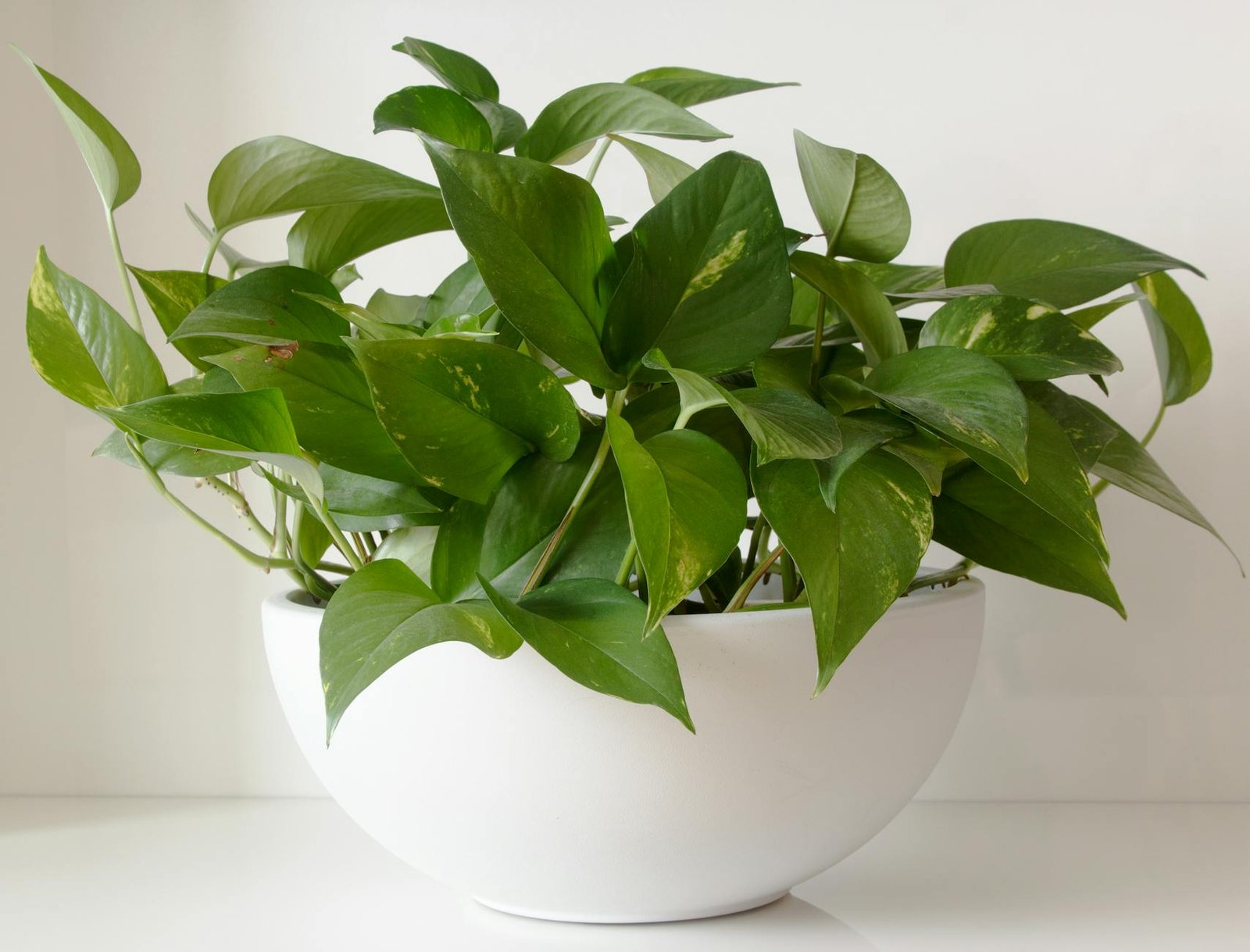 close up of a pothos plant in a white pot