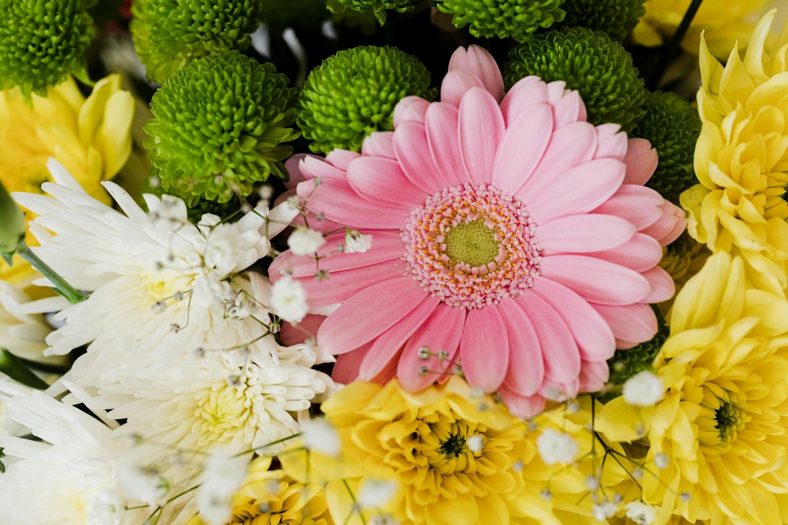 Oxygen producing plants Gerbera Daisy