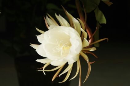 White Brahma Kamal Plant Flower