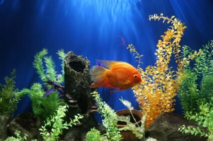 Fish tank with Aquarium plants