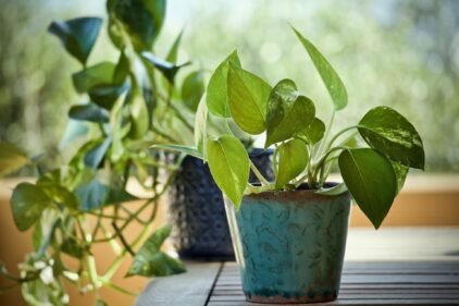 Golden Money Plant