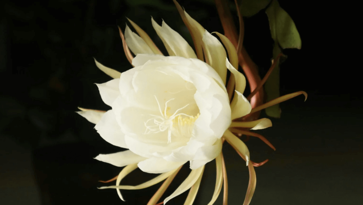 brahma kamal