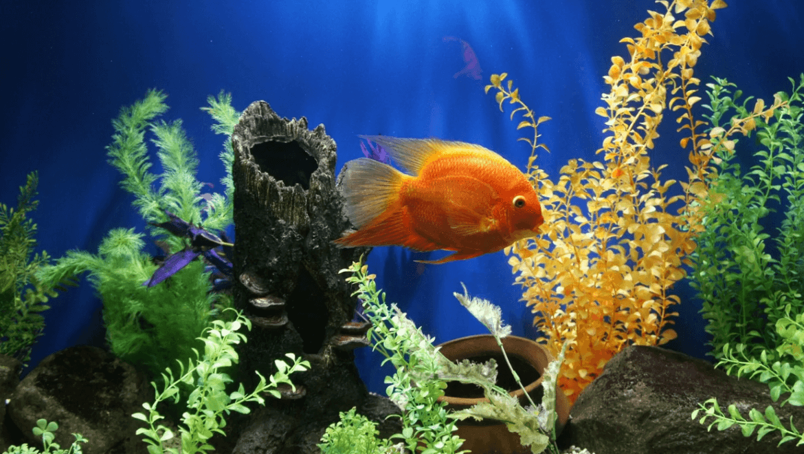 fish aquarium