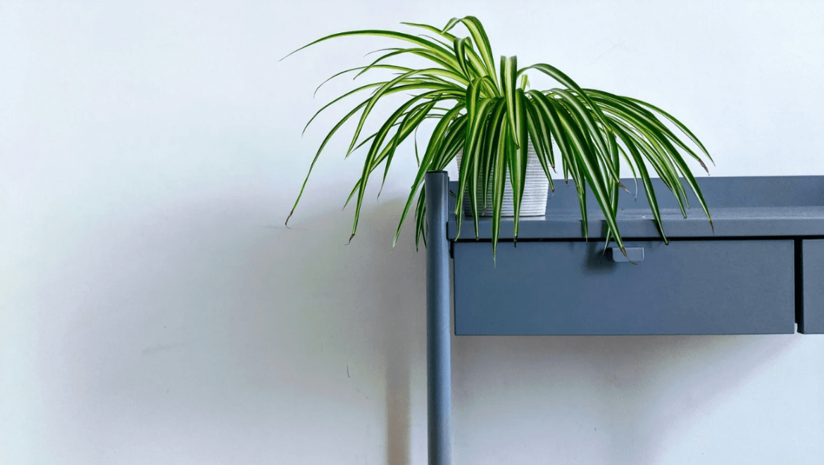 Discover the amazing benefits of Spider Plants