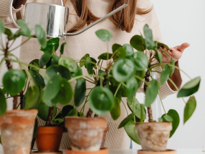 smiling woman watering plants for proper money plant care