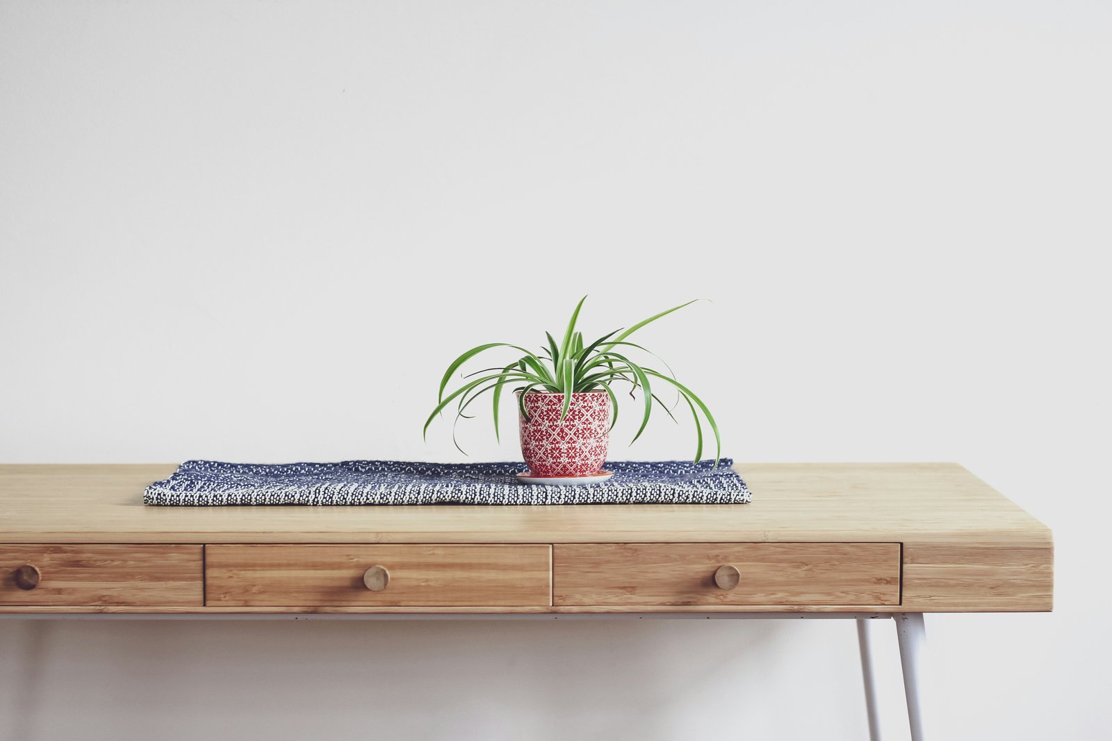 Spider Plant on Table