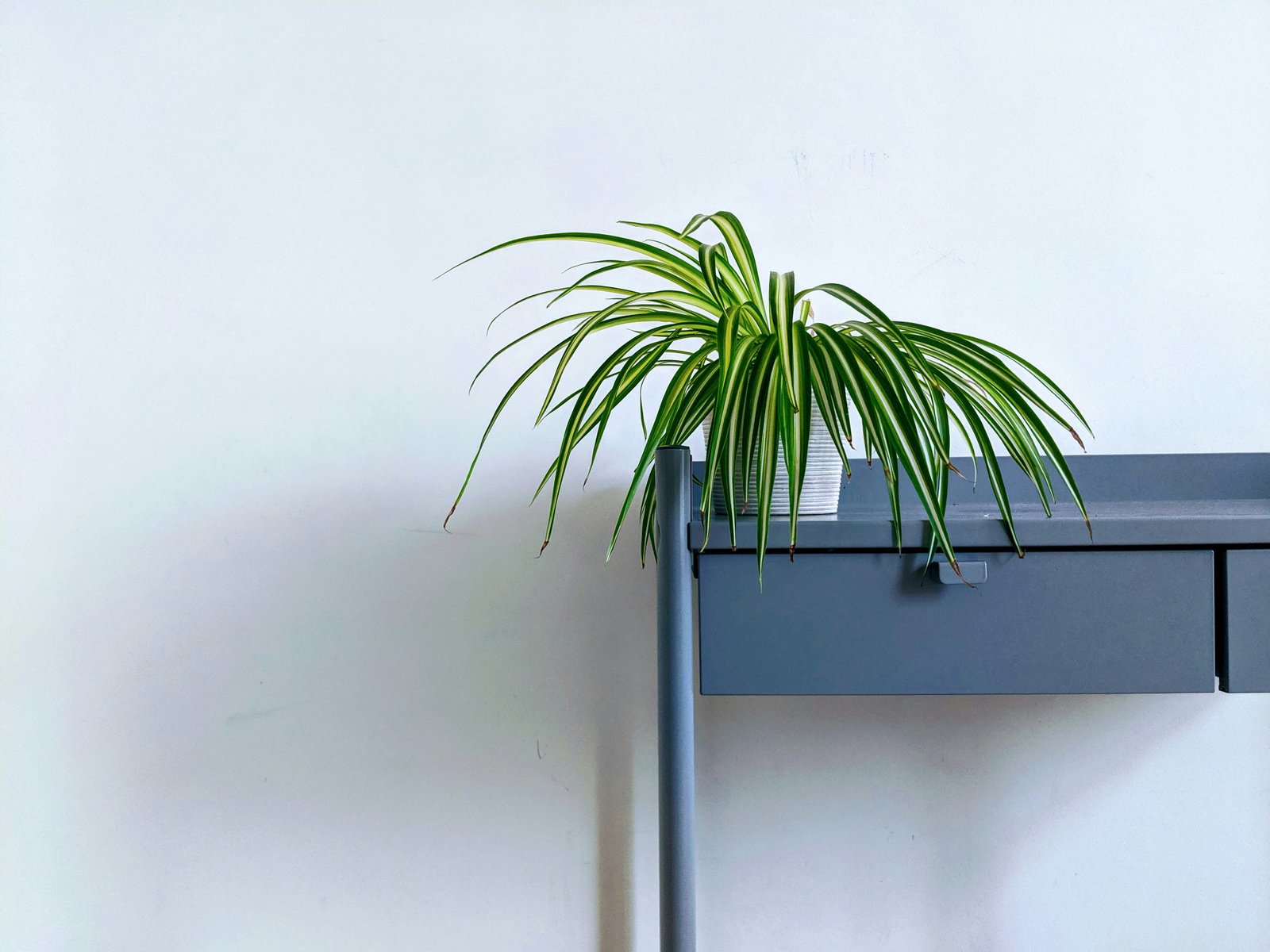 Benefits of Spider Plants as home Decor