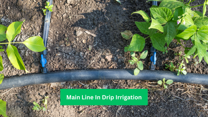 Main line in drip water irrigation working