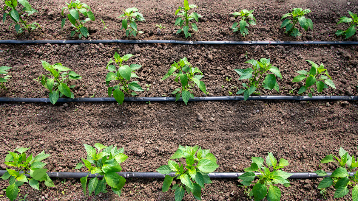 image showing drip irrigation lines