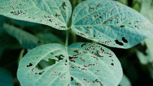 Green plant leave