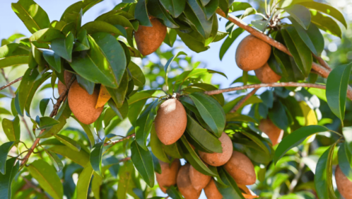 Chiku plant tree