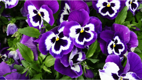 pansy flower