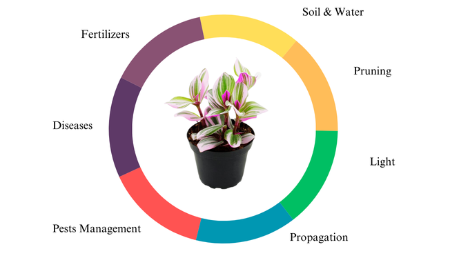 Things to consider for wandering jew plant care