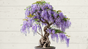 Wisteria Bonsai Plant