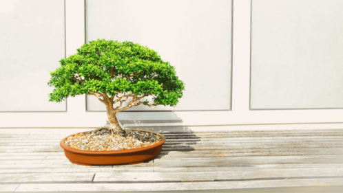 bonsai green plant