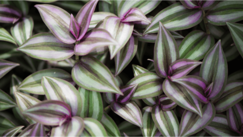 wandering jew plant