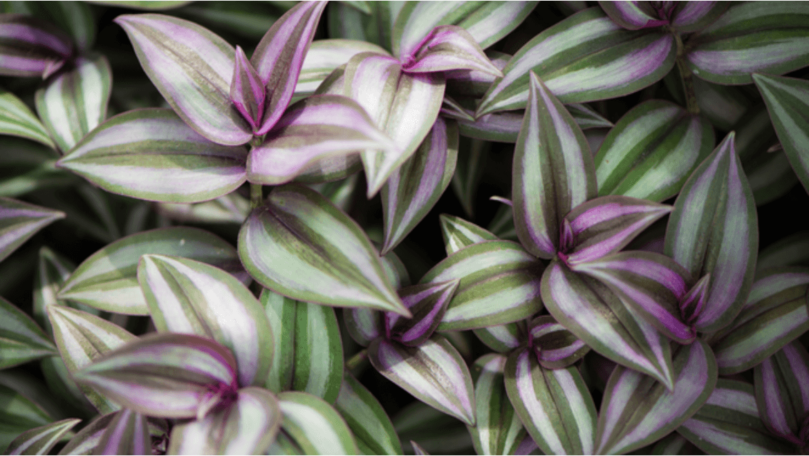 Wandering Jew Plant Care: Essential Tips for a Thriving Plant