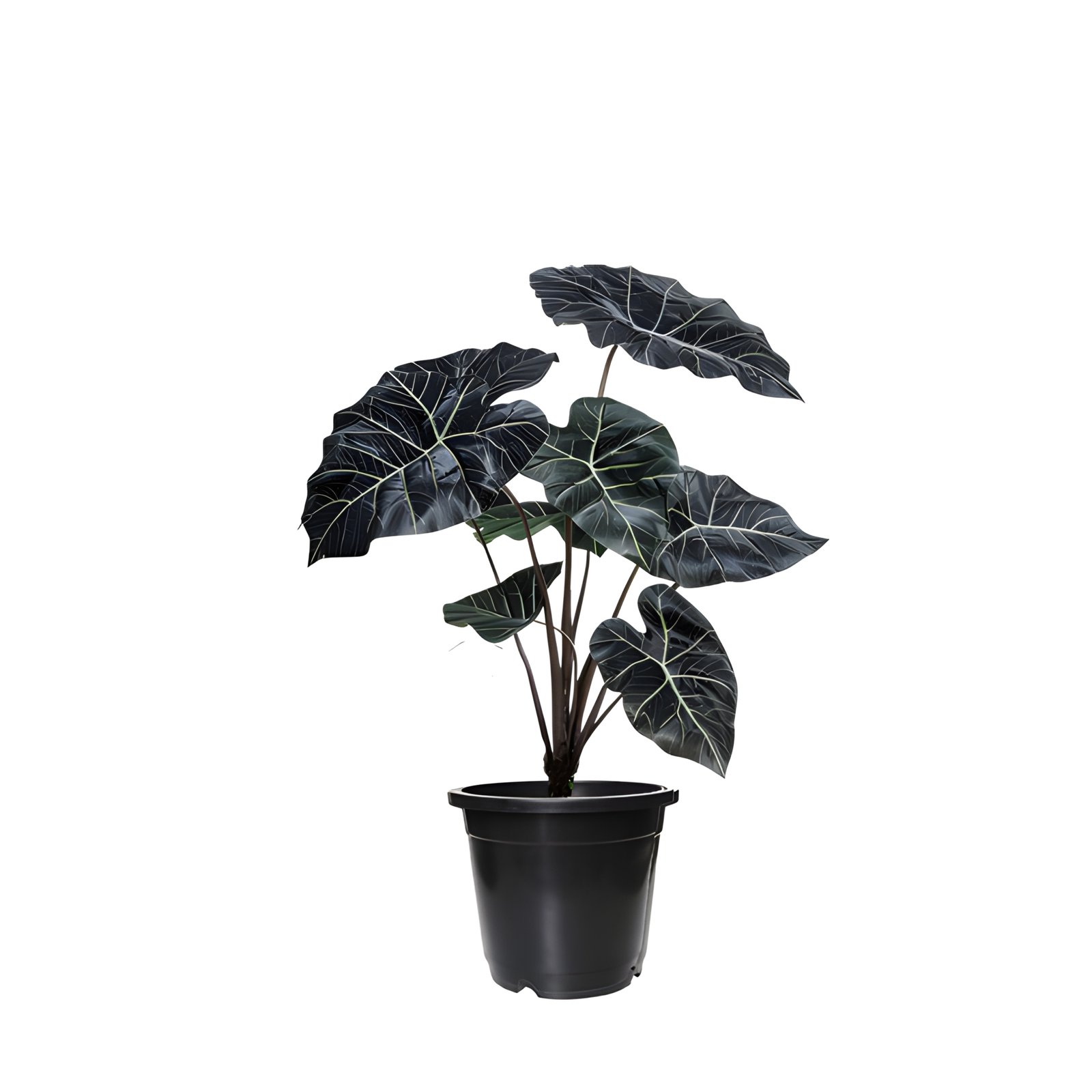 Alocasia Black Velvet Plant