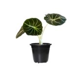 Alocasia Black Velvet pot