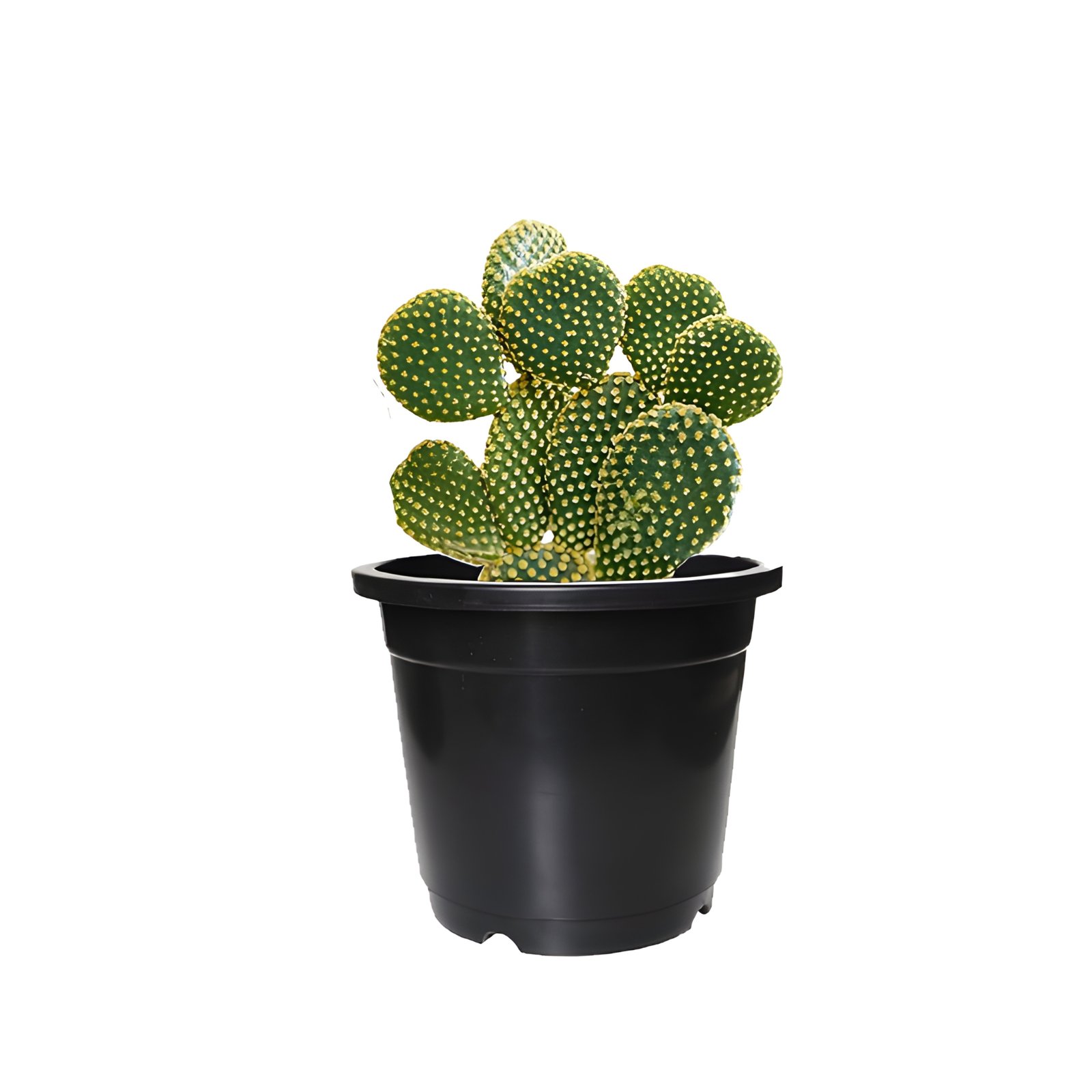 Bunny Ear Cactus Plant