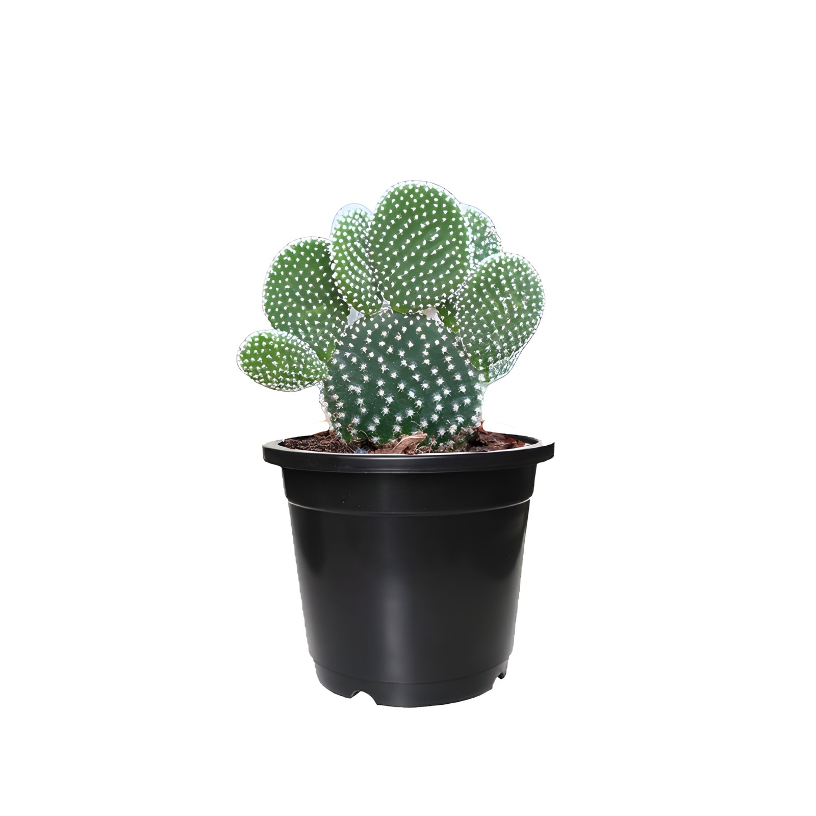 Bunny Ear Cactus Plant Pot